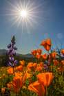 Arizona-Peridot Mesa California poppies and lupine in bloom Art Print